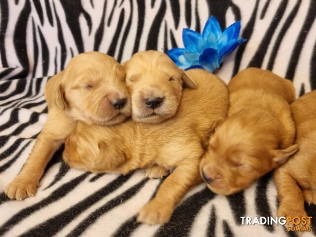 Red Retriever Puppies - DNA Clear