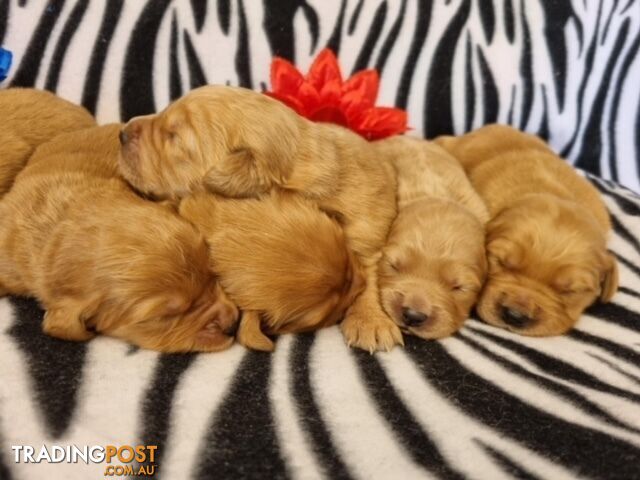 Red Retriever Puppies - DNA Clear