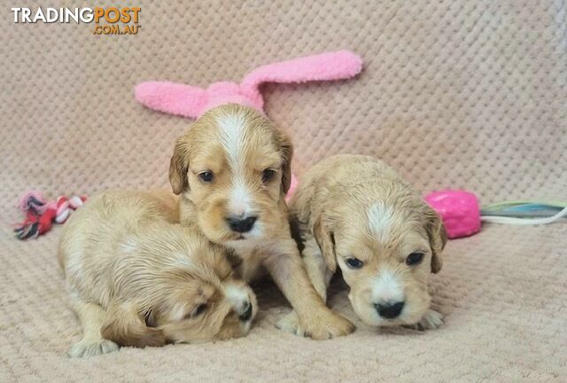 Mini Golden Retriever Puppies - Parents DNA Tested