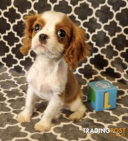 Cavalier Puppies - Ready Now - Delivery Available