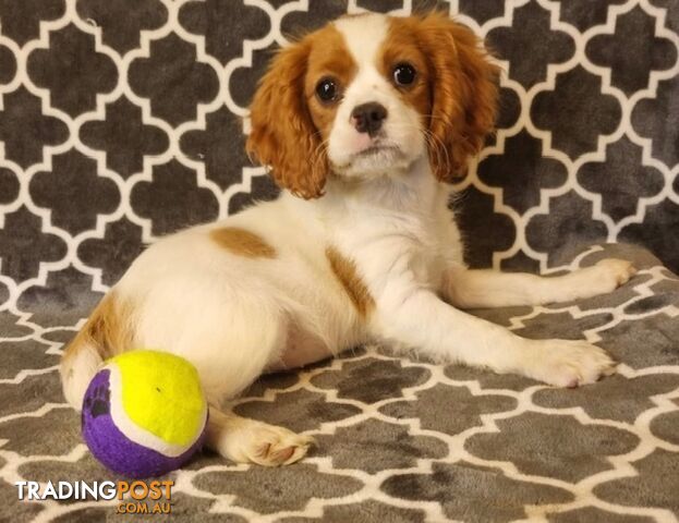 Cavalier Puppies - Ready Now - Delivery Available