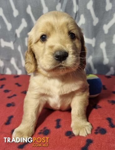 Mini Golden Retriever Puppies - Parents DNA Tested