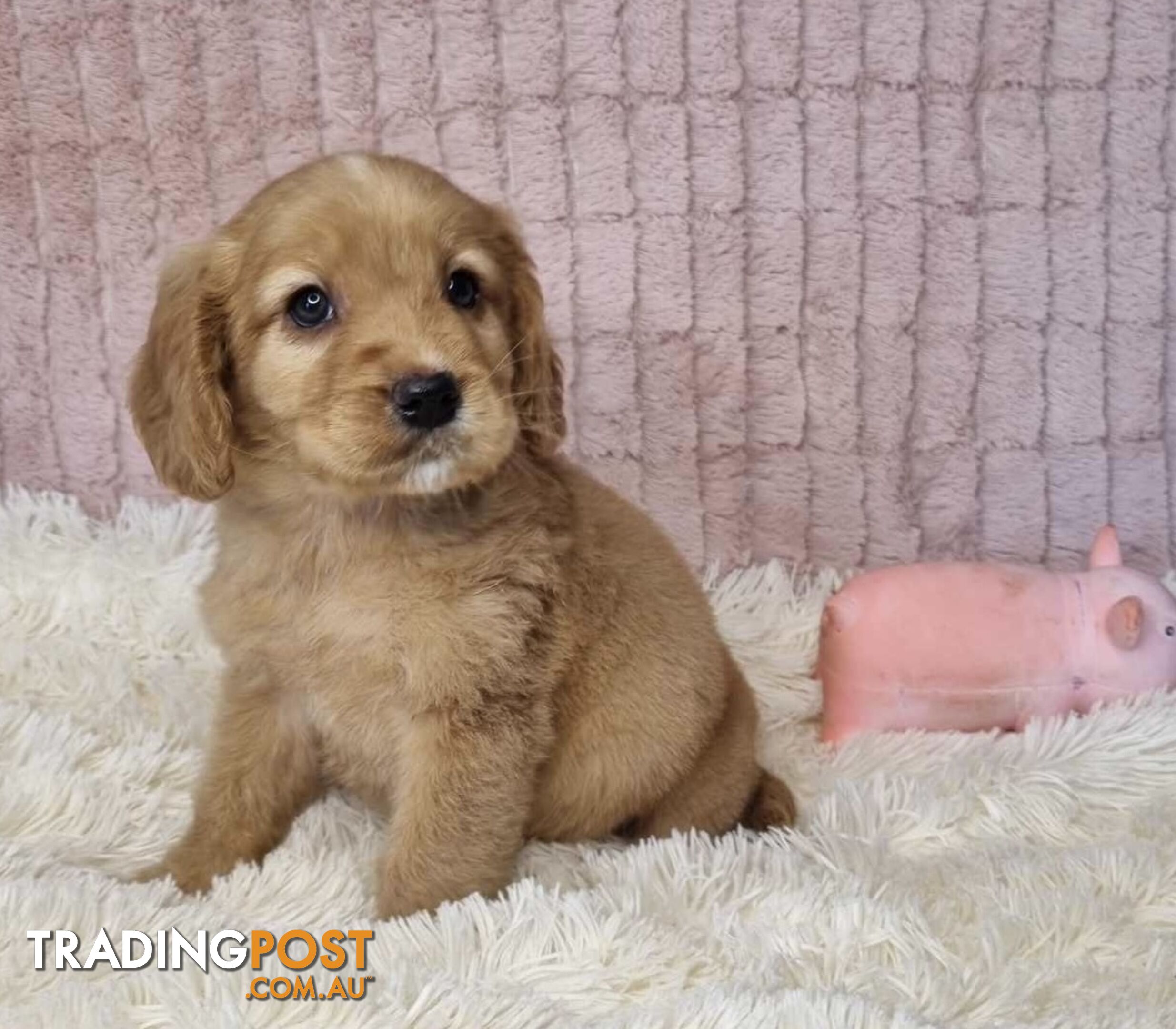 Mini Golden Retriever Puppies - Parents DNA Tested