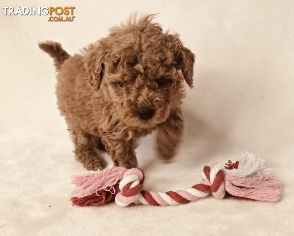 Purebred Toy Poodle Puppies - DNA Clear