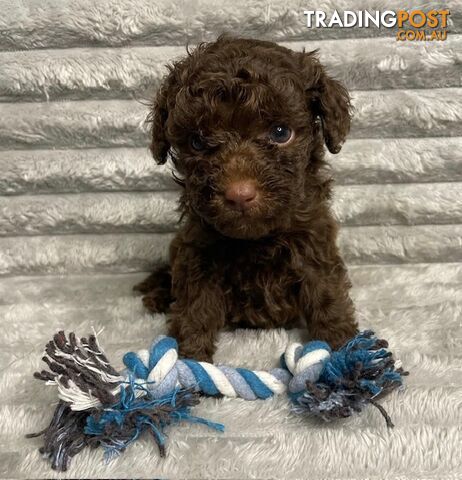 Purebred Toy Poodle Puppies - DNA Clear