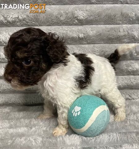 Purebred Toy Poodle Puppies - DNA Clear