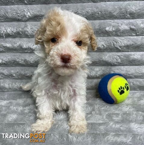 Purebred Toy Poodle Puppies - DNA Clear