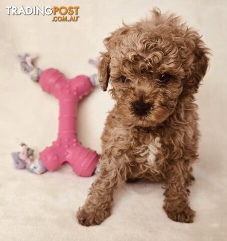 Purebred Toy Poodle Puppies - DNA Clear