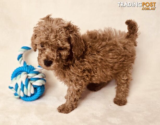 Purebred Toy Poodle Puppies - DNA Clear