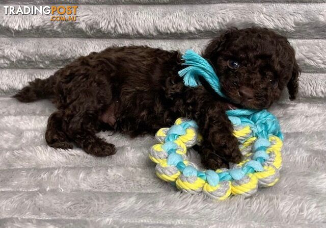 Purebred Toy Poodle Puppies - DNA Clear