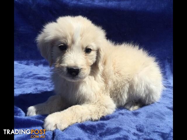 Golden Retriever x Maremma Puppies (Mareivers)