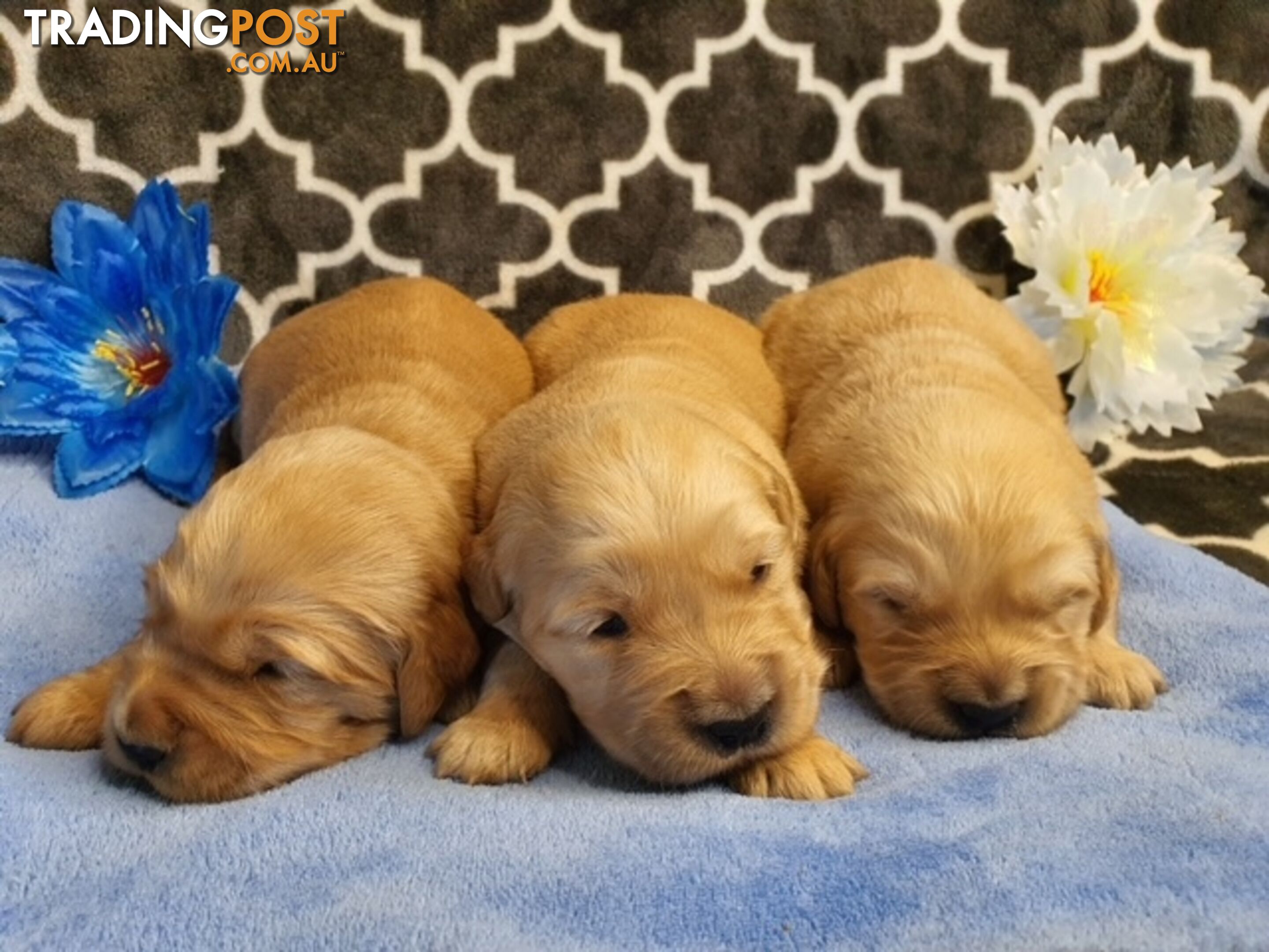 DNA Clear Golden Retriever Puppies - Purebred