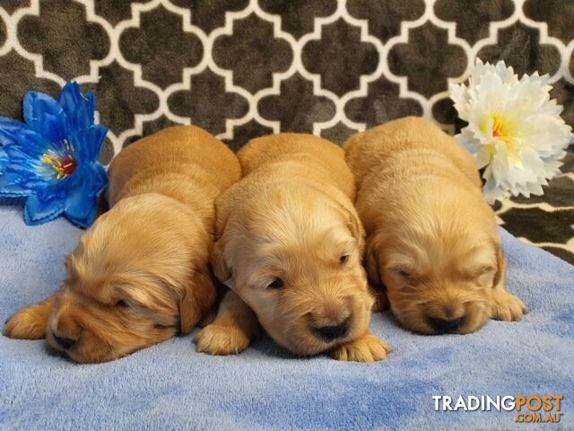 DNA Clear Golden Retriever Puppies - Purebred
