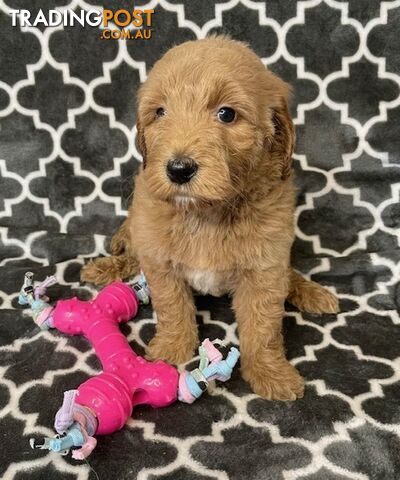 Mini Groodle Puppies - Genetically Clear! Non Shed!