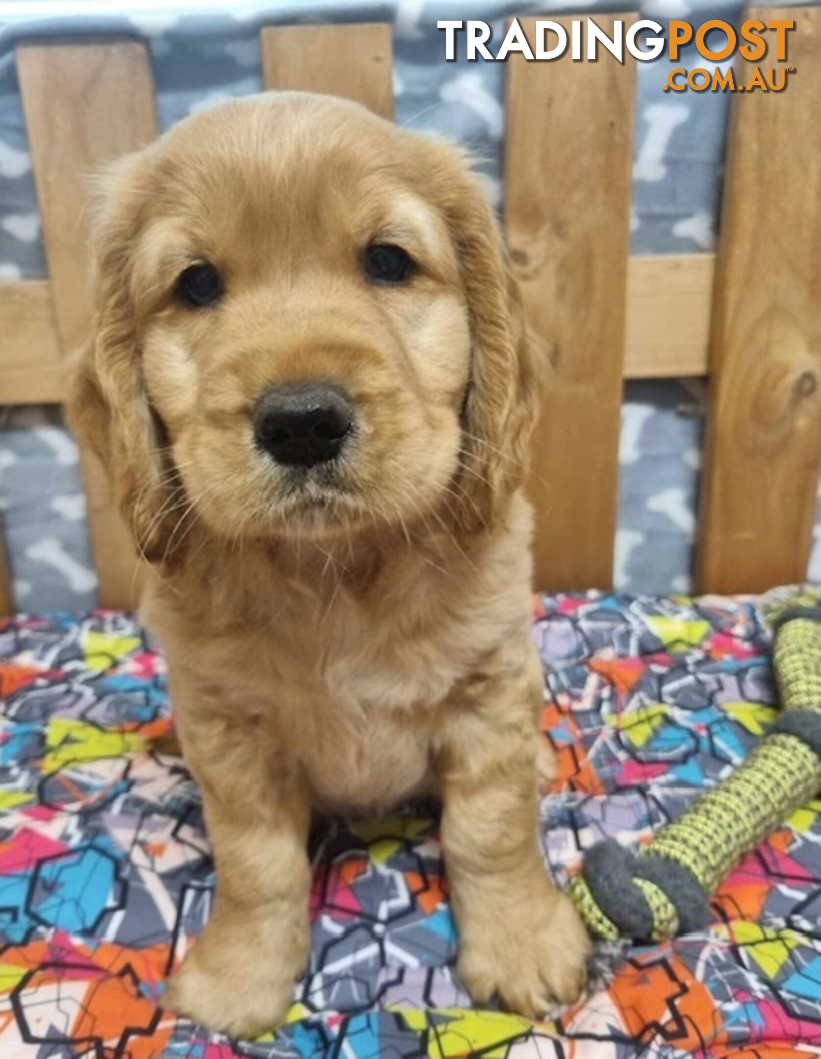 Cocker Spaniel x Golden Retriever Puppies - Delivery Available