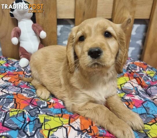 Cocker Spaniel x Golden Retriever Puppies - Delivery Available