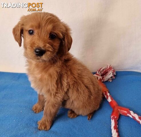 Standard Groodle Puppies (Golden Retriever x Poodle Puppies)