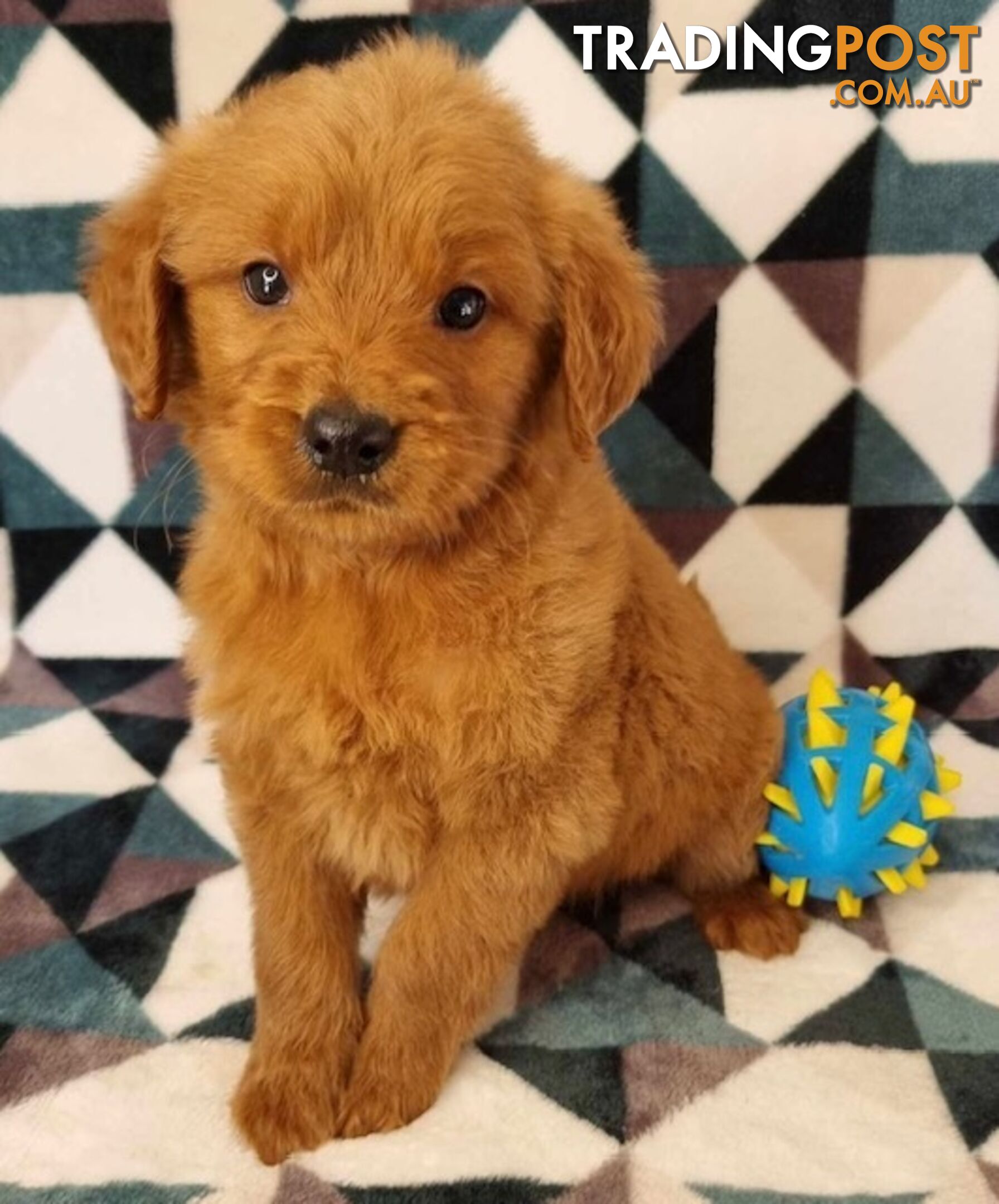 Standard Groodle Puppies (Golden Retriever x Poodle Puppies)