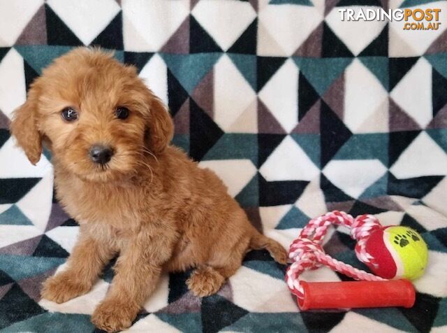 Mini Groodle Puppies (Golden Retriever x Poodle) DNA Clear