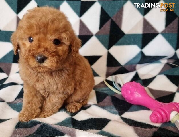 Mini Groodle Puppies (Golden Retriever x Poodle) DNA Clear