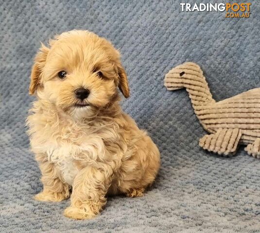 Moodle Puppies - Maltese x Tiny Toy Poodle