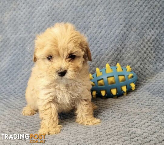 Moodle Puppies - Maltese x Tiny Toy Poodle