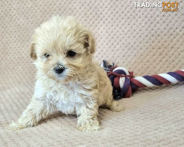 Moodle Puppies - Maltese x Tiny Toy Poodle