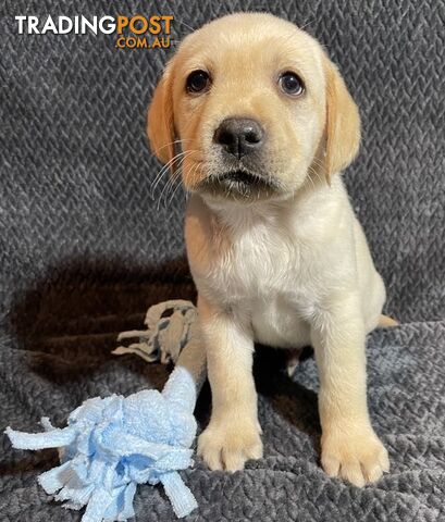 Purebred Labrador Puppies - DNA Tested Parents