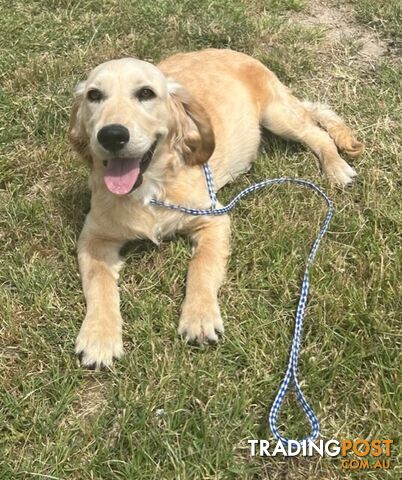 Golden Retriever x Cocker Spaniel Puppies (Golden Spaniels)