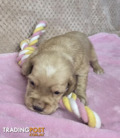 Spanador Puppies - Labrador x Cocker Spaniel