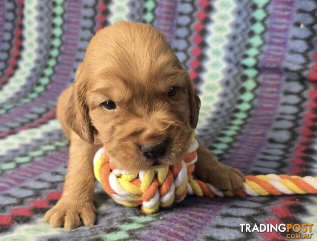 Spanador Puppies - Labrador x Cocker Spaniel