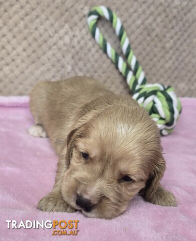 Spanador Puppies - Labrador x Cocker Spaniel