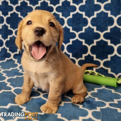 Spanador Puppies - Labrador x Cocker Spaniel