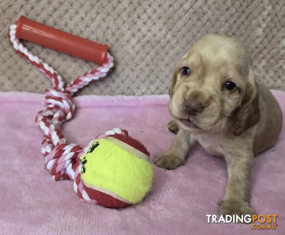 Spanador Puppies - Labrador x Cocker Spaniel