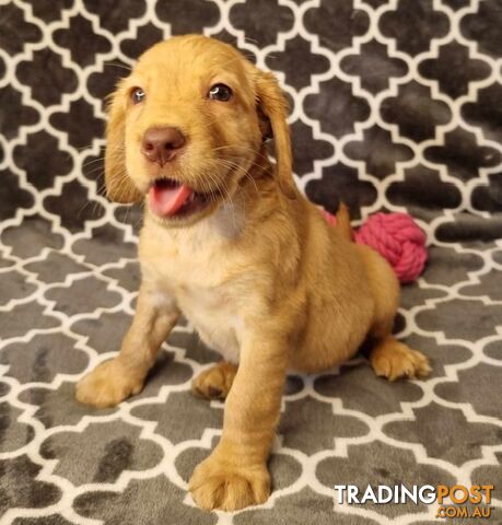 Spanador Puppies - Labrador x Cocker Spaniel