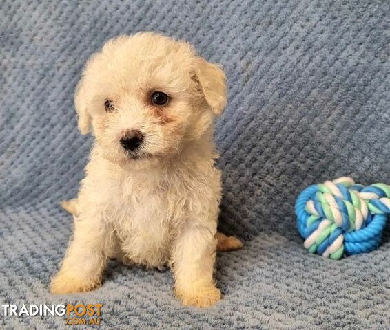 Bichon Frise Puppies - Delivery Available Australia Wide