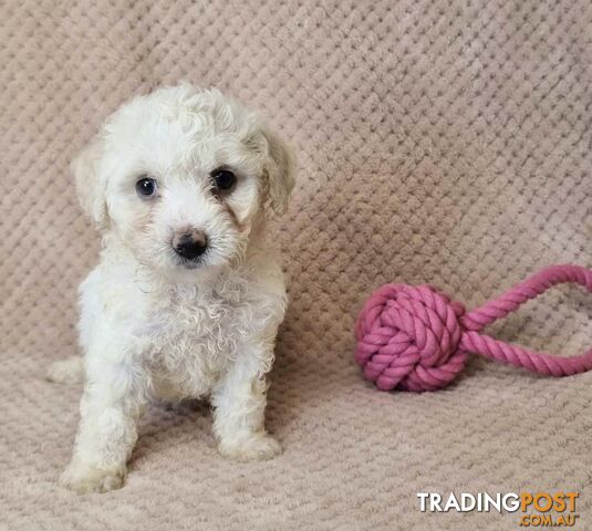 Bichon Frise Puppies - Delivery Available Australia Wide