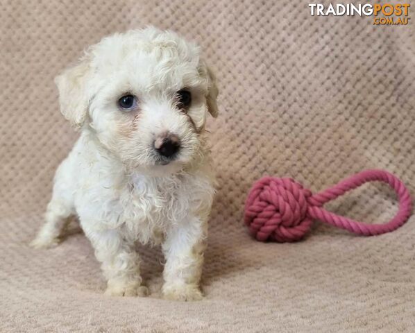 Bichon Frise Puppies - Delivery Available Australia Wide