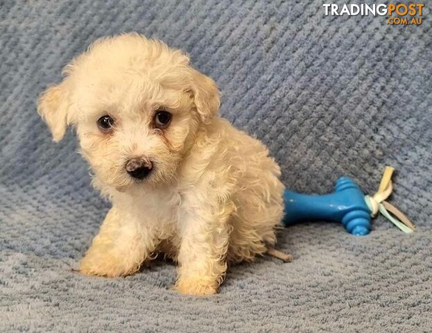 Bichon Frise Puppies - Delivery Available Australia Wide