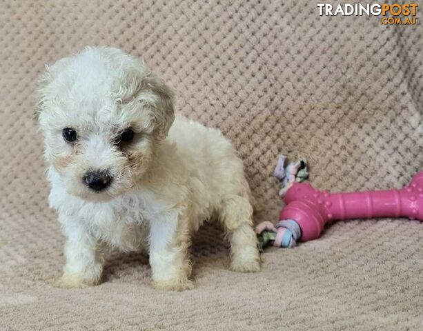 Bichon Frise Puppies - Delivery Available Australia Wide