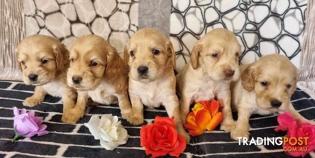 Trading post puppies for hot sale sale