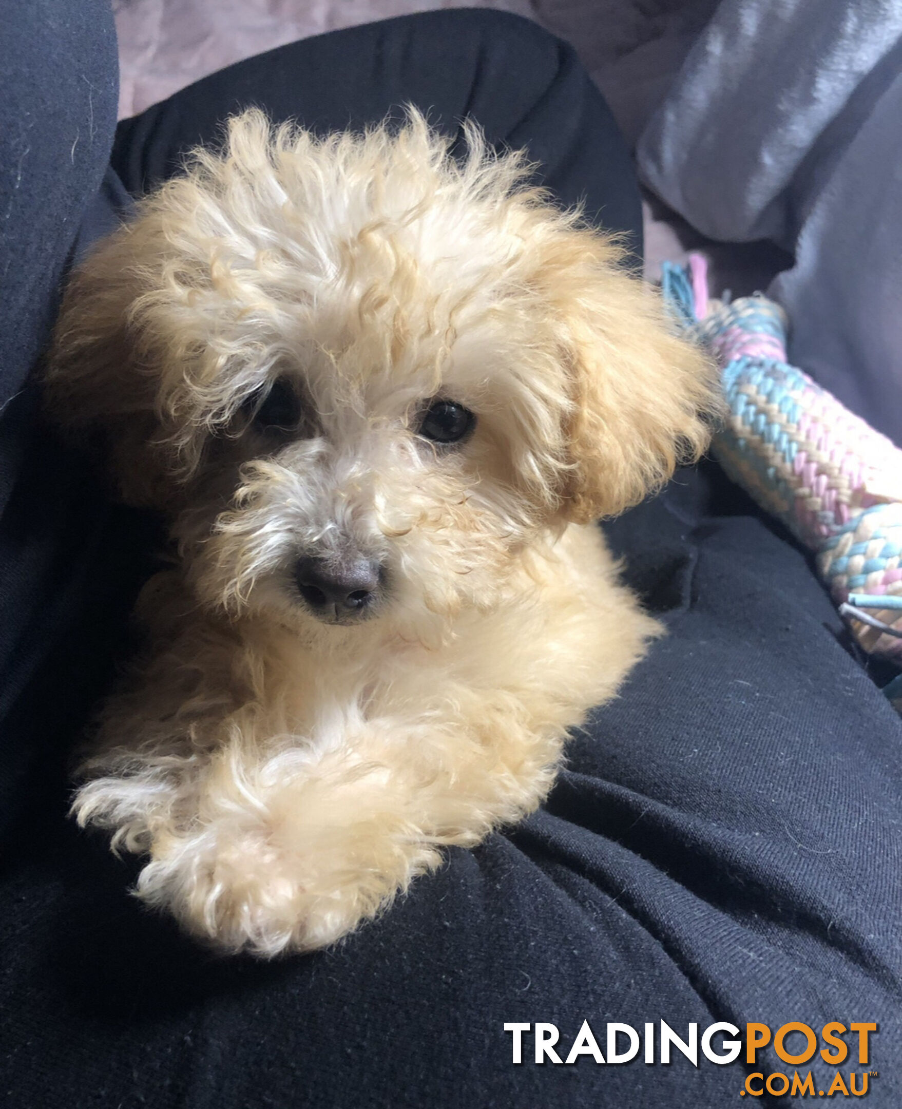 Absolutely Gorgeous Malshipoo Puppies