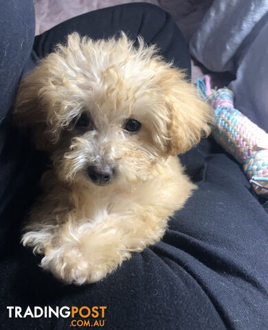 ONLY ONE LEFT: Absolutely Gorgeous Malshipoo Puppies