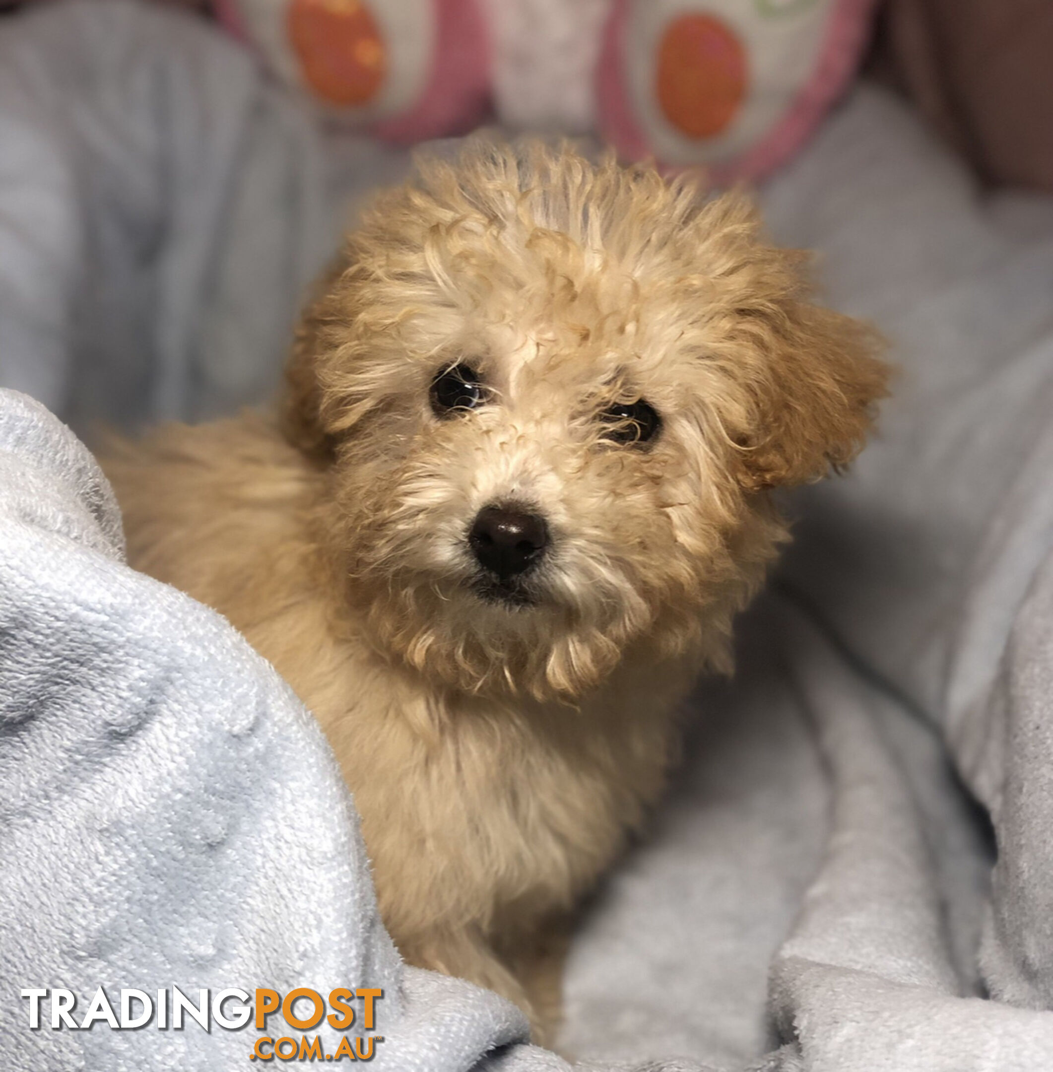 Absolutely Gorgeous Malshipoo Puppies