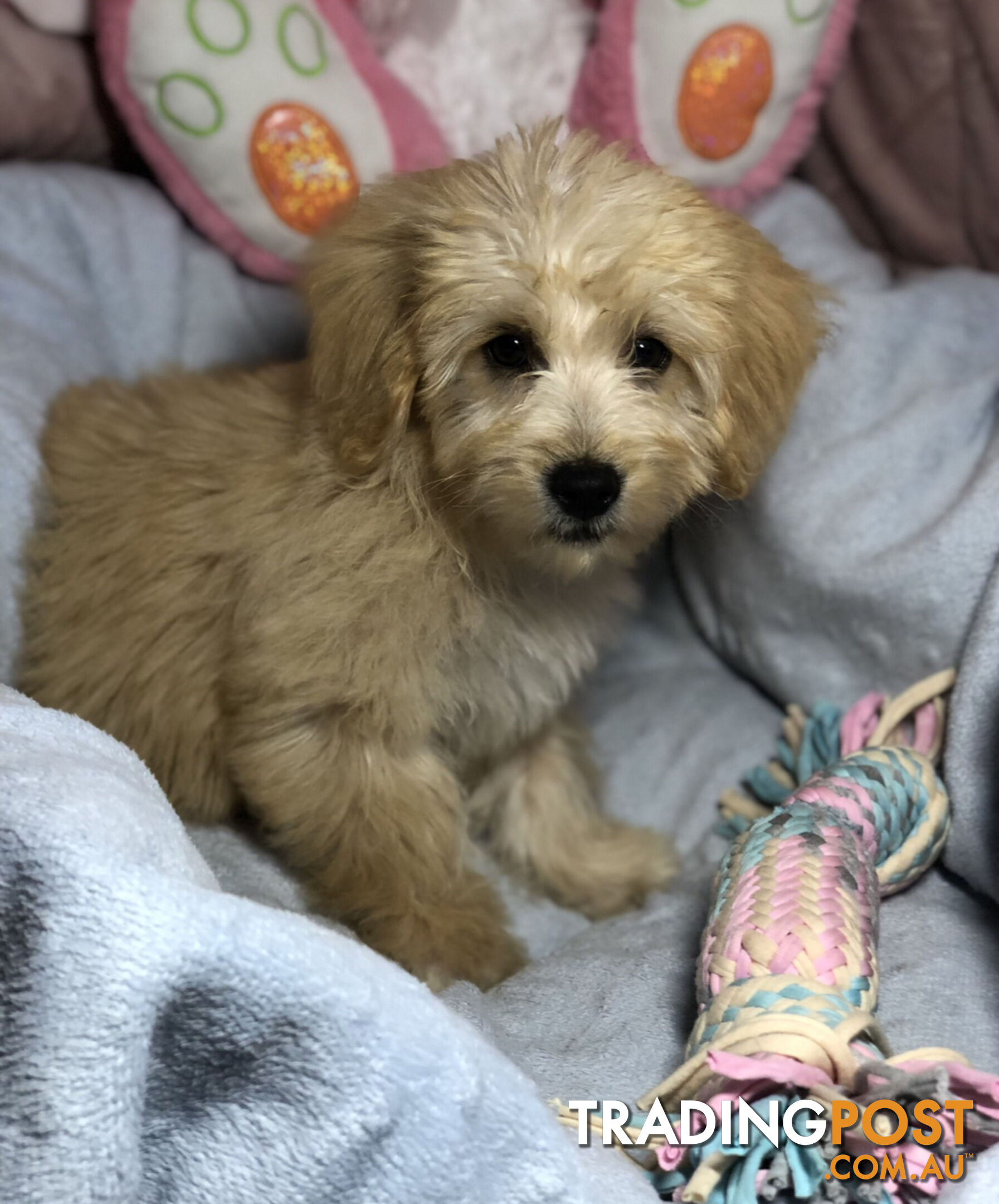 Absolutely Gorgeous Malshipoo Puppies