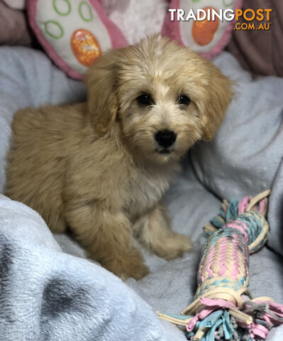 Absolutely Gorgeous Malshipoo Puppies