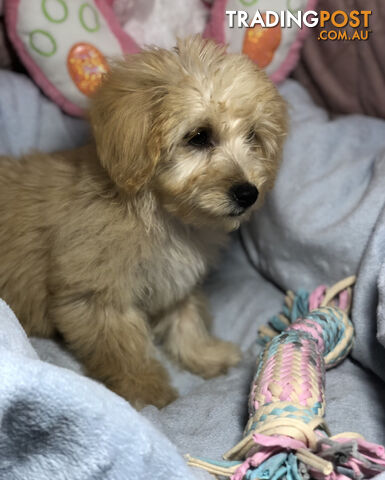 Absolutely Gorgeous Malshipoo Puppies