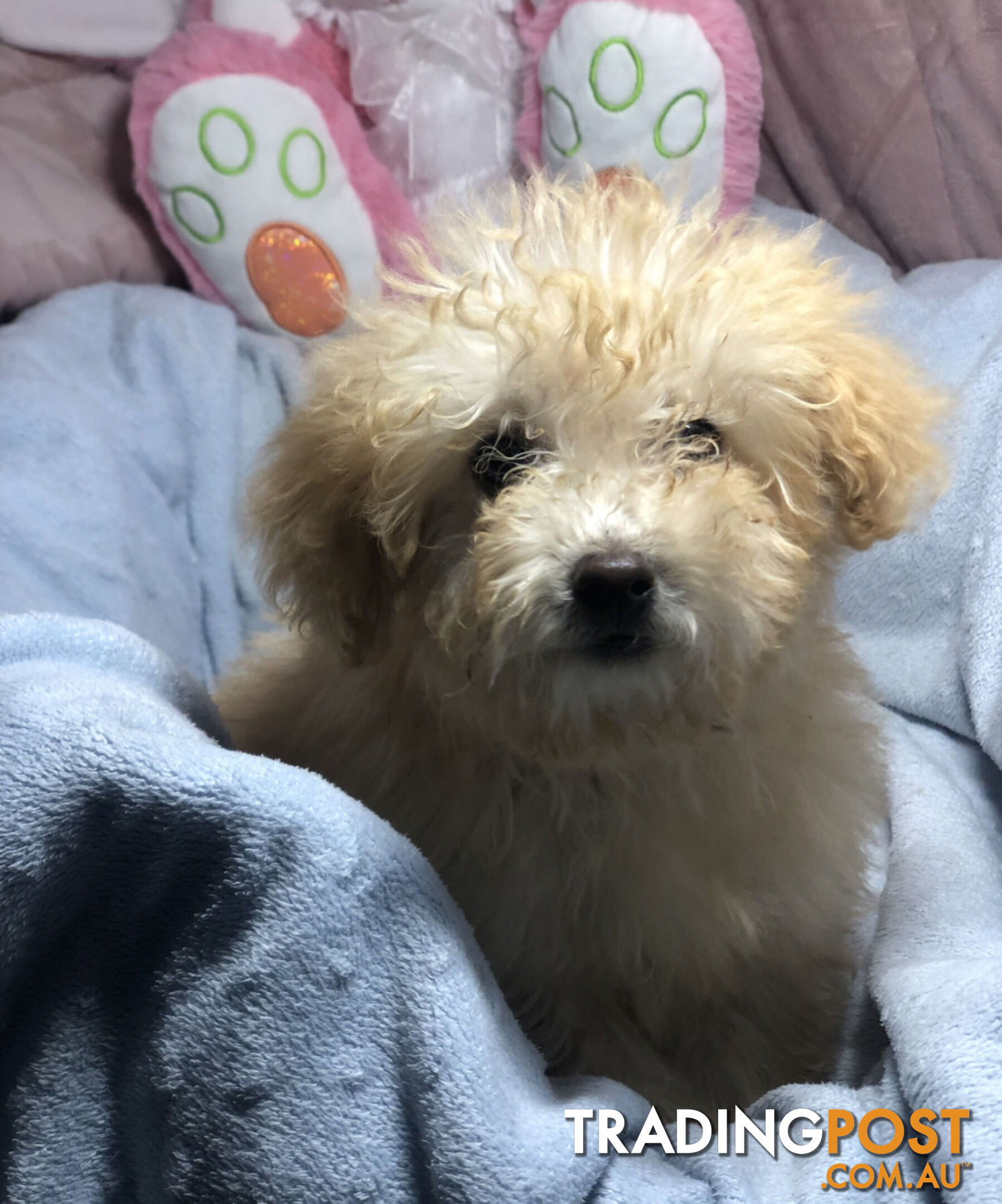 Absolutely Gorgeous Malshipoo Puppies