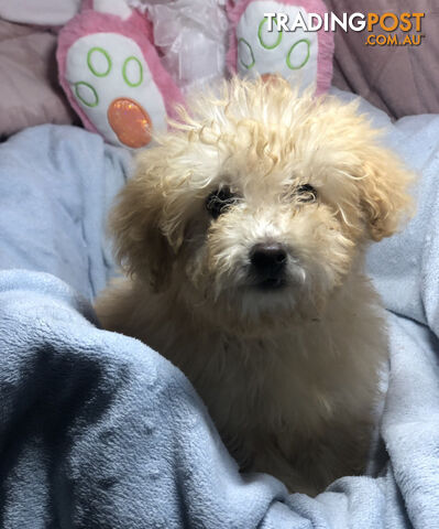 Absolutely Gorgeous Malshipoo Puppies