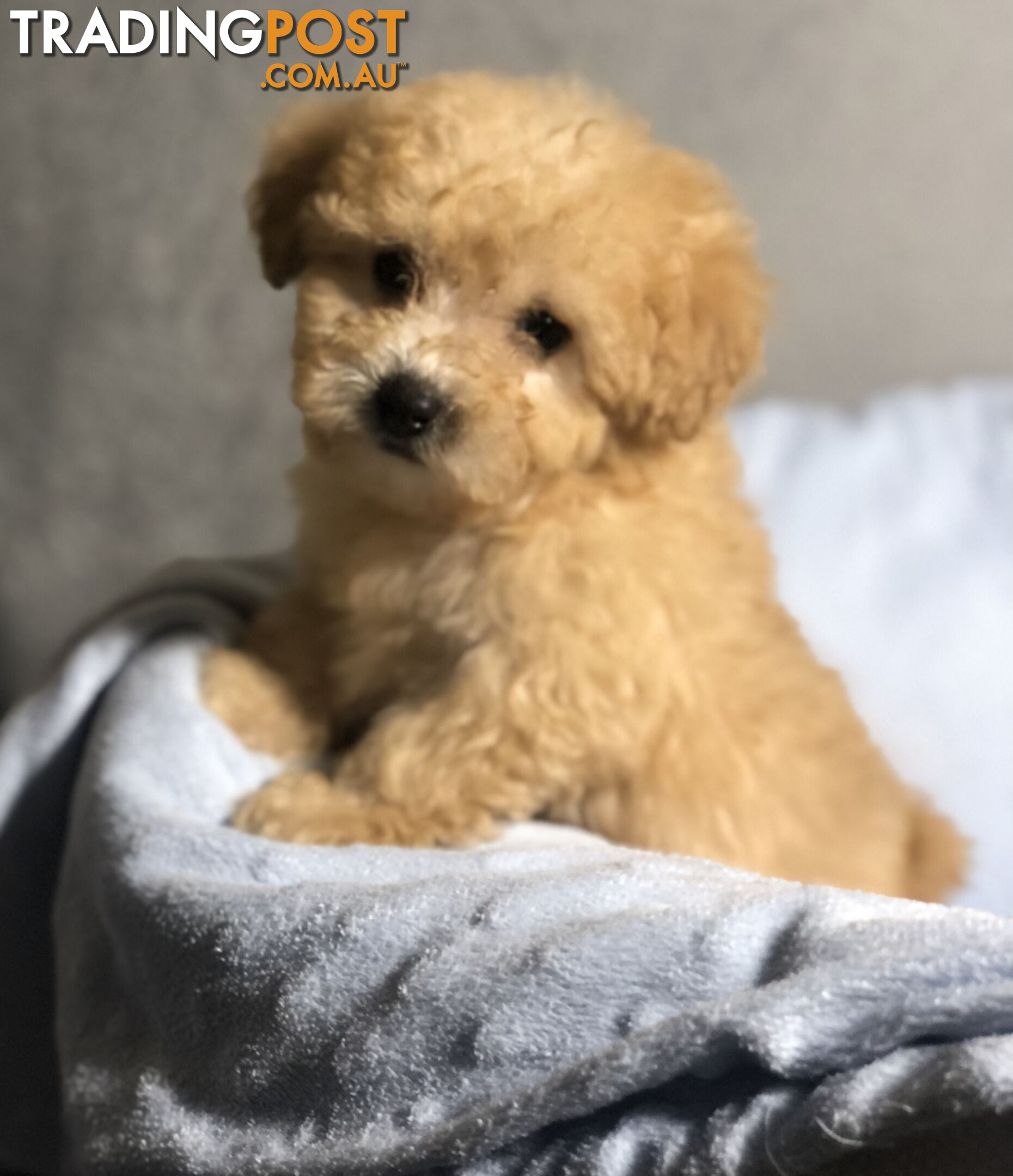 Absolutely Gorgeous Malshipoo Puppies